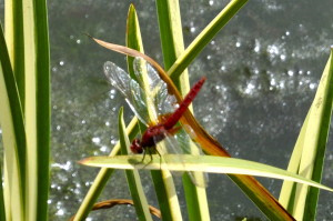 One of the bright red dragonflies that were putting on a show for us in the "bog garden".