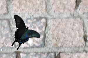 A huge and beautiful moth/butterfly. I think it may have been a swallowtail? We saw several of these flitting around the Seogwipo area.