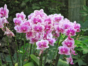 Fun patterned orchids in the flower garden.
