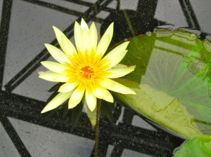A beautiful pale yellow lily/lotus.