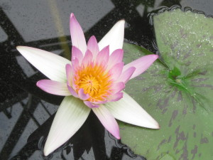 My favorite water lily / lotus - it got a bit washed out but the outer leaves are very pale purple.