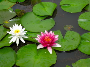 Two beautiful lotus flowers outside in the traditional Korean garden.