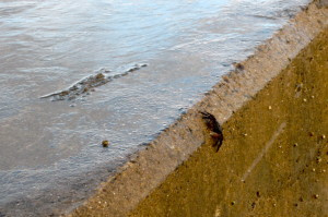 One of the little black crabs (about 2" diameter?) escaping off the dock back to the ocrean.