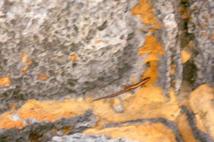 sorry it's fuzzy - he was moving pretty fast. Only about 2-3" long! Good find for Patrick.