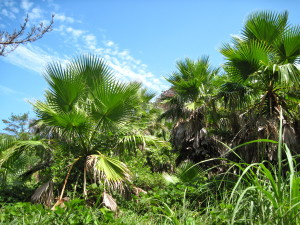 Palm tree forest - there were so many of them! They are not native to the island, but there are a lot of them around. I'm guessing they're used as wind-stops, since they're mostly around farms.