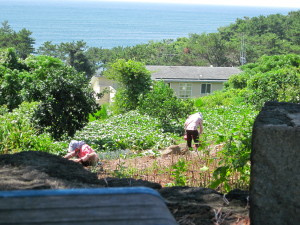 A couple of women farmers, decked out in the typical cloth-draped wide-brimmed hats and working in the fields. There seems to be a lot of garlic planting happening right now.