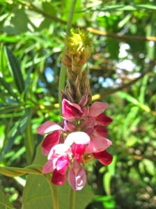 Some beautiful flowers hanging from a tree on the trail. I'm amazed at the photo, because it was REALLY windy when I took it!