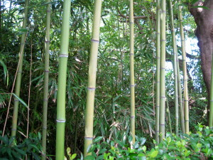 Bamboo! Just growing next to the road. Very cool.
