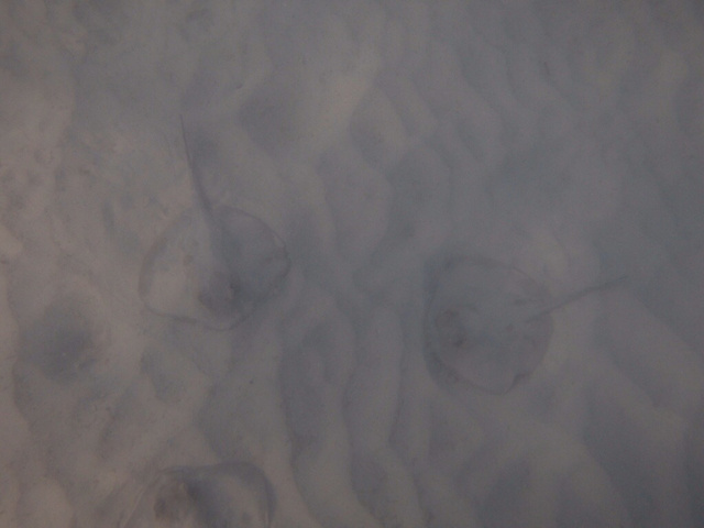 20140717-173102-63062863.jpg