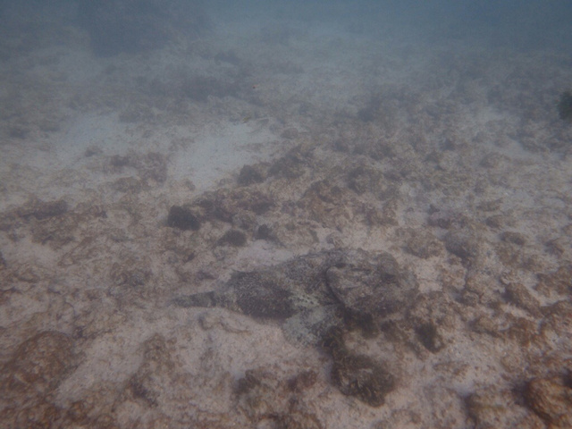 20140717-173103-63063280.jpg