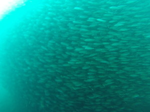 DCIM100GOPRO