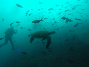 DCIM100GOPRO