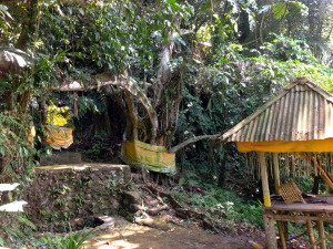 Sacred tree next to a sacred spring where monks gather water for ceremonies. The cloth marks the sacred nature and protects the tree.