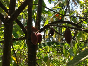 Cocoa bean pods - yum!