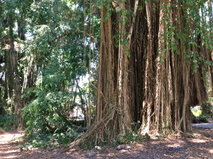 Shoots grow down from the branches and then strengthen when they reach the ground and "root".