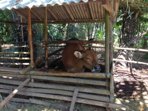 The family cow - sacred and good luck. Used for work (plowing) and fertilizer.