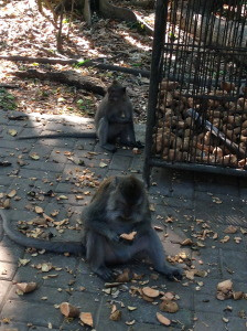 Monkeys at Monkey Forest eating some of the sweet potatoes out on the ground.