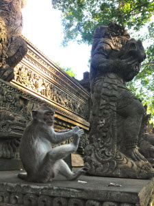 Temple monkey 1