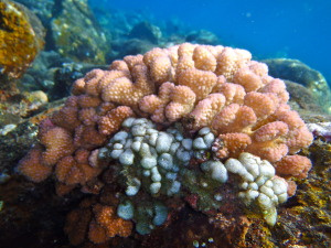 Awesome coral!