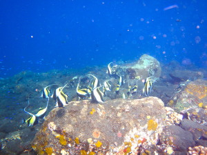 Schooling bannerfish