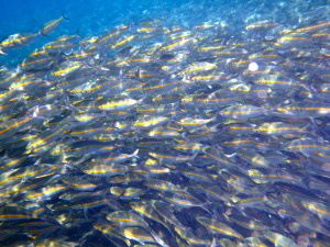 Big school of shiny things - not sure what they were.