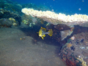 One shy "oriental sweetlips" under a coral.