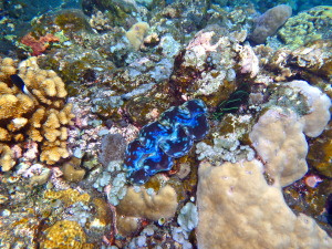 Shiny blue clam!