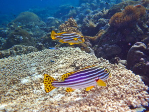 And a family swimming a few corals over.