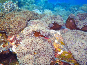Some breezy flowing anemones.