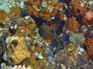 A little brown pufferfish. I love the square shape!