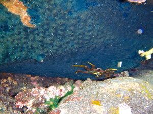 A colorful crab ducking under a rock.