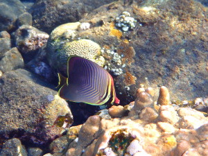 My favorite shot. A butterfly fish investigating the corals.